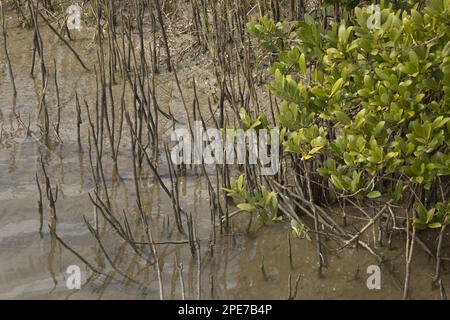 Schwarze Mangroven (Avicennia germinans) Pneumatophore (belüftende Wurzeln), wachsen an Salzmarschkante, Texas (U.) S.A. Stockfoto