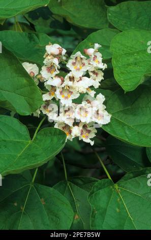 Nordkatalpa (Catalpa speciosa), Trompetenbaum-Familie, Nordkatalpa Nahaufnahme von (U.) S. A. Stockfoto