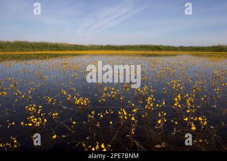 Bladderkraut (Utricularia vulgaris) blühend, Masse im Lebensraum, Strumpshaw Fen RSPB Reserve, River Yare, The Broads, Norfolk, England, Vereint Stockfoto