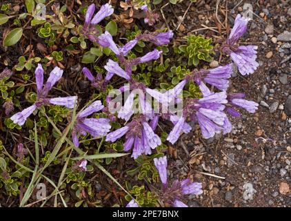 Davidsons Penstemon (Penstemon davidsonii) blüht, kurz nachdem der Schnee auf dem Berg auf 7000 m Höhe schmilzt. Crater Lake N. P. Oregon (U.) S.A. Stockfoto