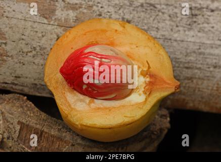 Muskatnussbaum (Myristica Dufts) frisch geschnittene Früchte mit Samen und Pfeffer (Äußere Arile), Fond Doux Plantation, St. Lucia, Windward Islands, Kleine Antillen Stockfoto