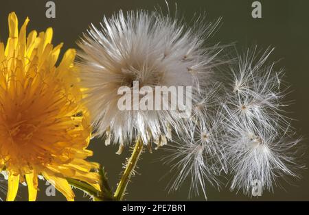 Nahaufnahme von Blüten, Samenköpfen und Samen aus Mais (Sonchus arvensis), England, Vereinigtes Königreich Stockfoto