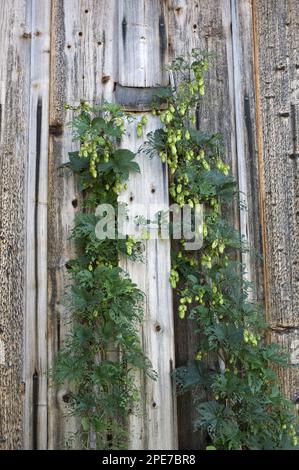 Gemeiner Hopfen (Humulus lupulus), der in einer hölzernen Scheune in Schweden wächst Stockfoto