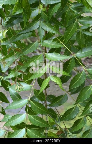 Neem (Azadirachta indica) Nahaufnahme der Blätter, Trivandrum, Thiruvananthapuram District, Kerala, Indien Stockfoto