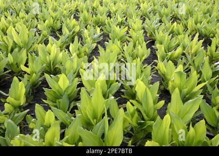 Kurkuma (Curcuma longa), Kurkuma, gelber Ingwer, Safranwurzel, Kurkuma, Ingwer, Kurkuma, Ackerbau, Gundelpet, Karnataka, Indien Stockfoto