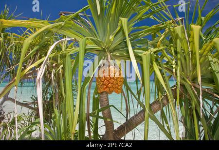 Duftende Schraubenblätter (Pandanus odoratissimus), Blätter und Früchte, Honda Bay, Palawan Island, Philippinen Stockfoto