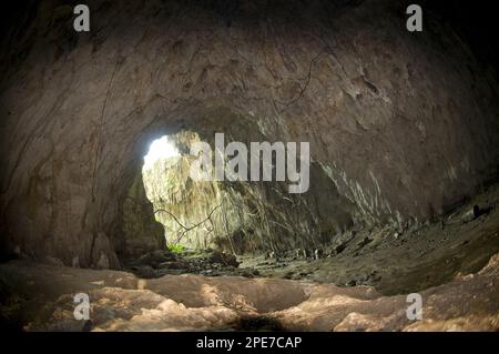 Im Inneren der Höhle, bekannt als japanische Höhle, weil 5000 Japaner hier im Zweiten Weltkrieg getötet wurden, Gua Binsari, Biak, West Papua (Irian Jaya) Stockfoto