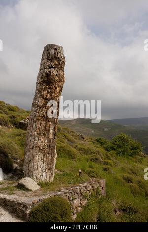 Versteinertes Holz, stehender versteinerter Baum (wieder errichtet), verursacht durch einen Vulkanausbruch vor 20 Millionen Jahren, versteinerter Wald, West Lesvos, Griechenland Stockfoto