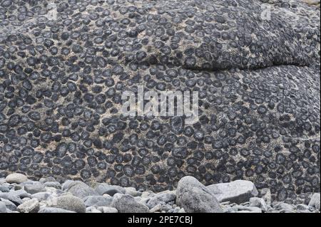 Granito orbicular' orbicular' Granitfelsen, Pazifikküste, Santuario de la Naturaleza, Rodillo, Atacama Region, Chile Stockfoto