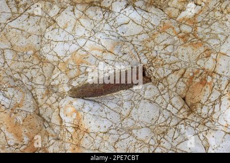 Belemnite rostrum fossil, Sheringham, Norfolk, England, Vereinigtes Königreich Stockfoto