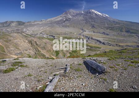 Blick auf die regenerierende Vegetation und den Vulkan in der Ferne, Mount St. Helens, Mount St. Helens N. P. Washington utricularia ochroleuca (U.) (U.) S.A. Stockfoto