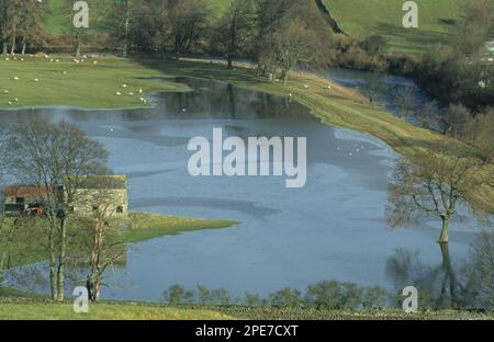 Fluss bei normaler Winterüberschwemmung, Überschwemmung von Hochland-Ackerland, Fluss Swale, Grimston, Swaledale, Yorkshire Dales N. P. North Yorkshire, England, Vereinigte Staaten Stockfoto