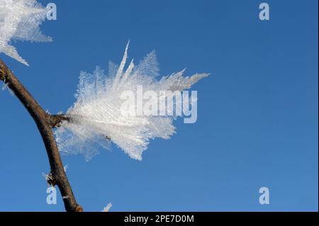 Nahaufnahme von Eiskristallen, die sich auf Baumzweigen, Cumbrien, England, Winter bilden Stockfoto