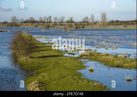 Blick auf ein von Flüssen überflutetes Ackerland, River Derwent, Bubwith, Selby, East Riding of Yorkshire, England, Großbritannien Stockfoto