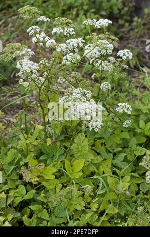 Goutweed (Umbelliferae)-Zaun-Goutweed, Trefoil, Ziegenfuß, Nipweed, Ground Elder (Aegopodium podagraria), Blumentopf-invasive Gartenkräuter Stockfoto