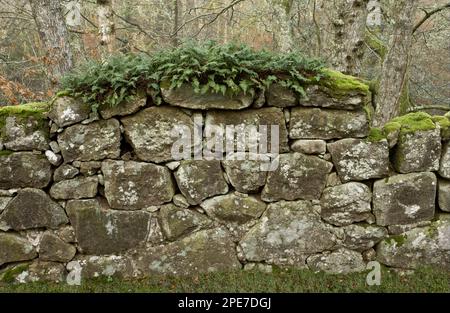 Farne und Moose wachsen an einer alten Granitwand, die den Wildpark aus dem 16. Jahrhundert, den Whiddon Deer Park, das Teign Valley, Dartmoor N. P. Devon, England umschließt Stockfoto