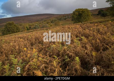 Blick auf gemischtes Moorland, mit Bracken an den Nordhängen des Hügels, Dunkery Beacon, Dunkery Hill, Exmoor, Somerset, England, Vereinigtes Königreich Stockfoto