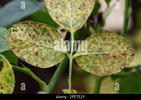 Rosenrost, Phragmidium mucronatum, Pusteln (Urediosporen) (Teliosporen), die im Sommer an der unteren Blattfläche eines Zierrosenbaums gebildet werden Stockfoto