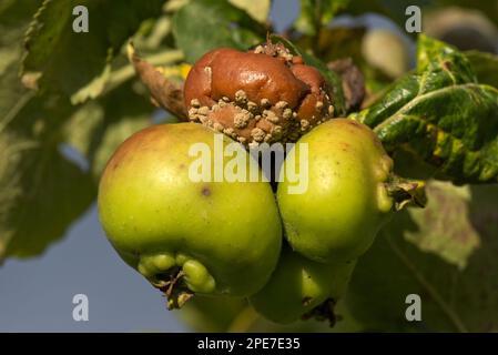 Blight, Monilinia spp Zwischen Äpfeln auf dem Baum, Berkshire, England, Vereinigtes Königreich Stockfoto