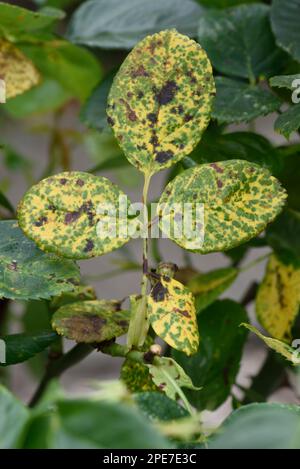 Rosenrost, Phragmidium mucronatum, Läsionen und Chlorose an der oberen Blattoberfläche eines Zierrosenbaums im Sommer, Berkshire, England, United Stockfoto