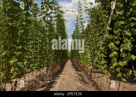 Hopfen (Humulus lupulus), Ernte, Baumschulen, nahe Faversham, Kent, England, Vereinigtes Königreich Stockfoto