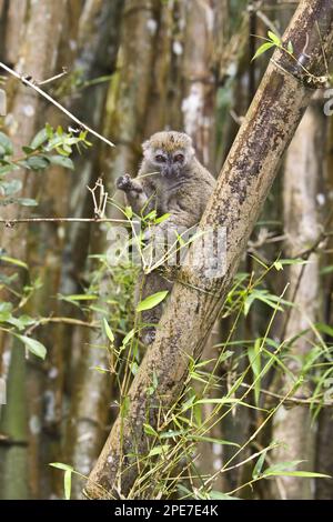 Östlicher Bambuslemur, östlicher kleiner Bambuslemur (Hapalemur griseus), Affen, Prosimianer, Primaten, Säugetiere, Tiere, Eastern Grey oder weniger Stockfoto