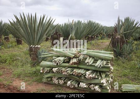 Sisal (Agave Sisalana) Ernte, Blätter in Plantage, nahe Berenty, Madagaskar Stockfoto