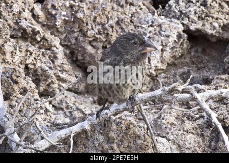 Ground Finch, Opuntia Ground Finch, Darwin's Finches, endemisch, Singvögel, Tiere, Vögel, Finken, große Kakteen (Opuntia) Ground Finch auf Genovesa Stockfoto