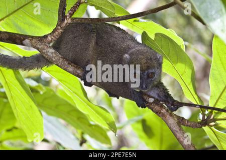 Östlicher Bambuslemur, östlicher kleiner Bambuslemur (Hapalemur griseus), Affen, Prosimianer, Primaten, Säugetiere, Tiere, Eastern Grey oder weniger Stockfoto