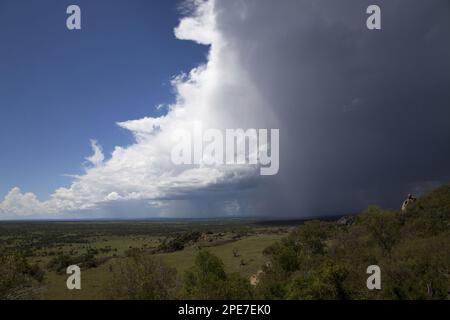 Wir nähern uns dem Gewitter über dem Lebensraum der Savanne, Serengeti N. P. Tansania Stockfoto