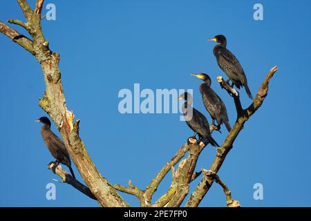 Große Kormorane (Phalacrocorax carbo) auf totem Baum, Naturschutzgebiet Schwalm-nett, Nettetal, Viersen, NRW, Deutschland Stockfoto