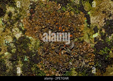 Das Lichen Nephroma laevigatum tritt in den alten Wäldern des Ozeans auf und gilt als Indikator für „alte Wälder“. Es verfügt über eine globale Verteilung, Stockfoto