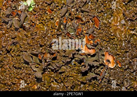 Das Lichen Nephroma laevigatum tritt in den alten Wäldern des Ozeans auf und gilt als Indikator für „alte Wälder“. Es verfügt über eine globale Verteilung, Stockfoto