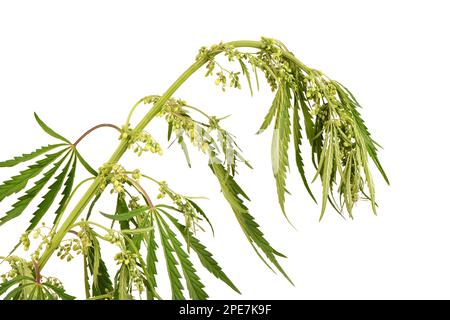 Cannabisblüten, Seitenansicht isoliert auf weiß. Extreme Nahaufnahme. Hochauflösendes Foto. Volle Schärfentiefe. Stockfoto