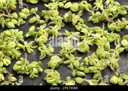 Cannabisblumen, Seitenansicht isoliert auf Schwarz. Extreme Nahaufnahme. Hochauflösendes Foto. Volle Schärfentiefe. Stockfoto