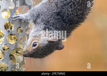 Graue Eichhörnchen am Futterhäuschen Stockfoto