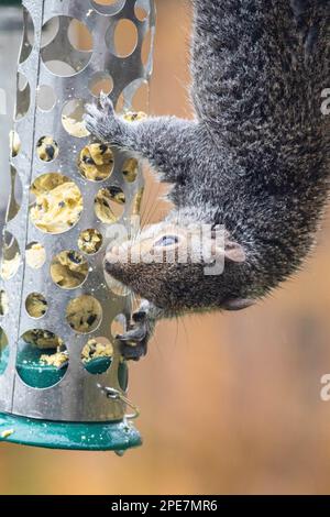 Graue Eichhörnchen am Futterhäuschen Stockfoto