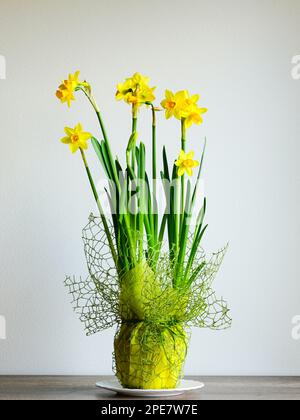 Kleine gelbe Narzissen in einem Topf mit gelbem Papier und dekorativem Netzgewebe auf hellem Hintergrund, ein wunderschönes Frühlingsgeschenk Stockfoto