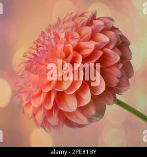 Wundervolles Bokeh Dahlia Stockfoto