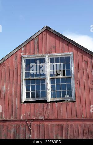 Verlassene, rote Scheune mit kaputten Fenstern. Das Gebäude ist weiß verziert und fällt auseinander. Die tote Liane klettert an der Seite hoch. Grunge-Konzept. Stockfoto