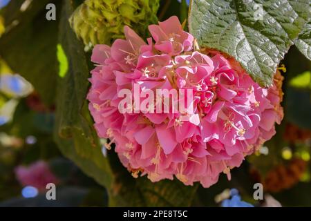 Die rosafarbene Dombeya-Blume (Dombeya wallichii) im Park wird auch als Pinkball oder tropische Hortensien auf grünem Laubhintergrund bezeichnet. Runde Blüten aus rosa Ballen Stockfoto