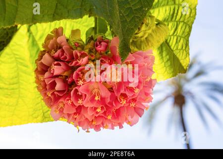 Die rosafarbene Dombeya-Blume (Dombeya wallichii) im Park wird auch als Pinkball oder tropische Hortensien auf grünem Laubhintergrund bezeichnet. Runde Blüten aus rosa Ballen Stockfoto