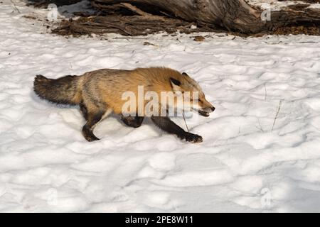 Red Fox (Vulpes vulpes) verläuft direkt durch den Schneewinters - ein in Gefangenschaft gehaltenes Tier Stockfoto