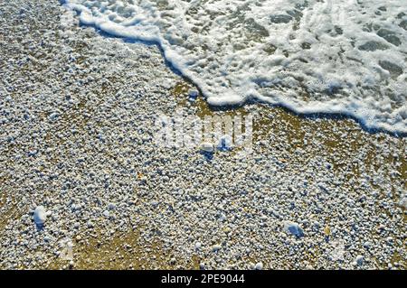 Meeresschaum und weiße Kieselsteine unterschiedlicher Größe auf dem nassen Sand am Ufer des Ligurischen Meeres bei Pisa in Italien Stockfoto
