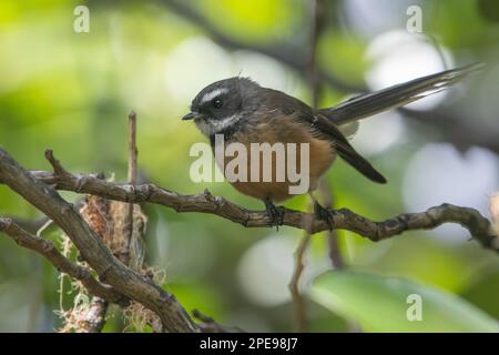 Neuseeland Fantail (Rhipidura fuliginosa) ein kleiner insektenfressender Vogel, der in Aotearoa Neuseeland endemisch ist. Stockfoto