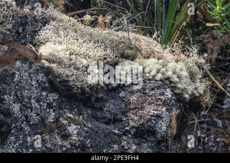 Fuzzy Rentier Lichen (Cladonia conusa) auf vulkanischem Felsen auf der Insel Rangitoto vor der Küste von Auckland, Neuseeland. Stockfoto
