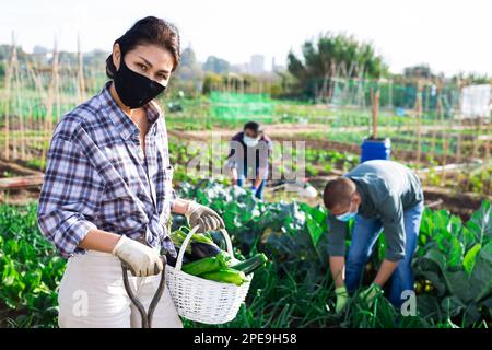 Team von multikulturellen Arbeitern tragen Gesichtsmaske zur Prävention Corona-Virus-Ernte im Garten Stockfoto