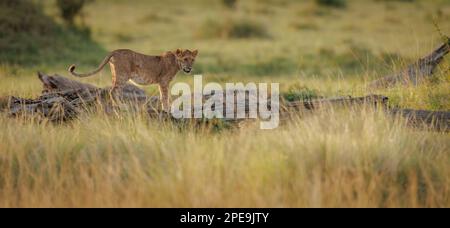 Löwen in den Mara, Kenia, Afrika Stockfoto