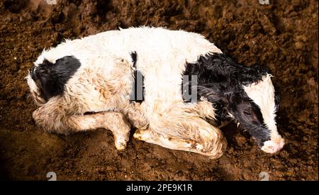 Neugeborenes Weißes mit schwarzem Kalb auf dem Boden im Kuhstall Stockfoto