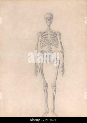 Eine vergleichende anatomische Darstellung der Struktur des menschlichen Körpers mit der eines Tigers und eines gewöhnlichen Geflügels: Menschliches Skelett, Vorderansicht (fertige Studie für Tabelle I) 1795 bis 1806 von George Stubbs Stockfoto